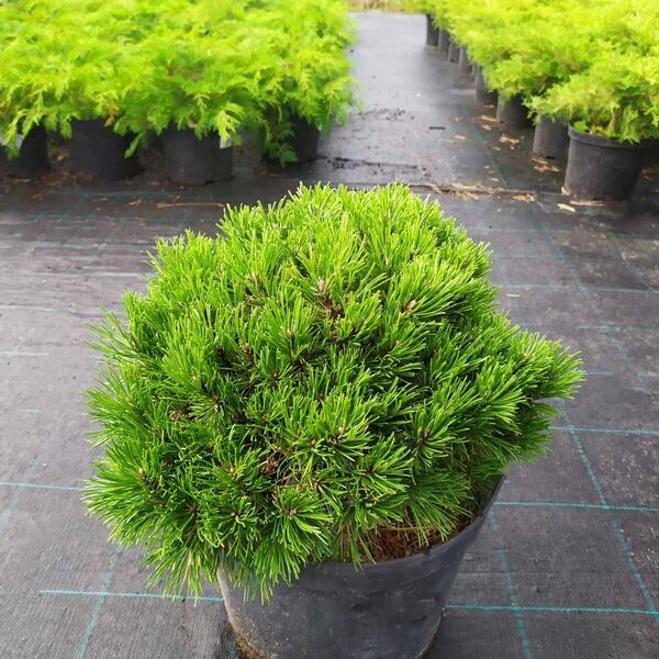 Сосна Горна Pinus mugo ssp mughus bonsai form 7xv mDb Br 150-200 Hoe ...