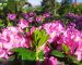 Цветущий рододендрон Rododendron_900х600