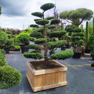 Ялівець китайський Juniperus media Hetzii bonsai